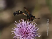 Blaaskopvliegen  [Conopidae]